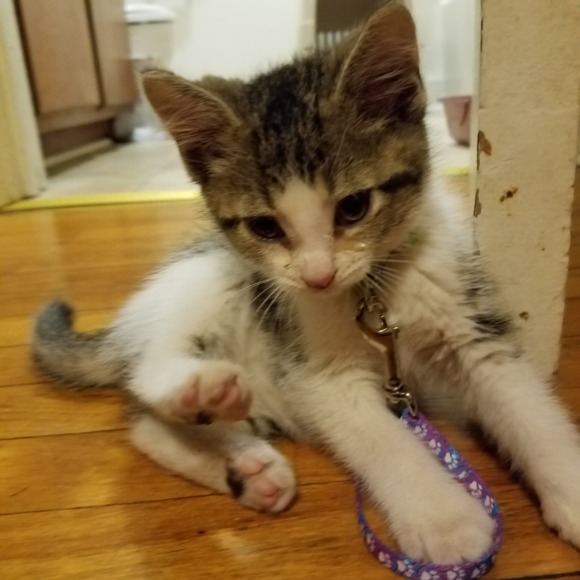 Meet your Posher, Stephanie - Picture 1 of 1